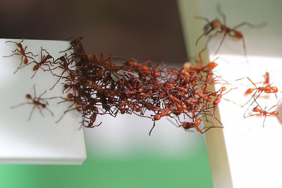 Ants